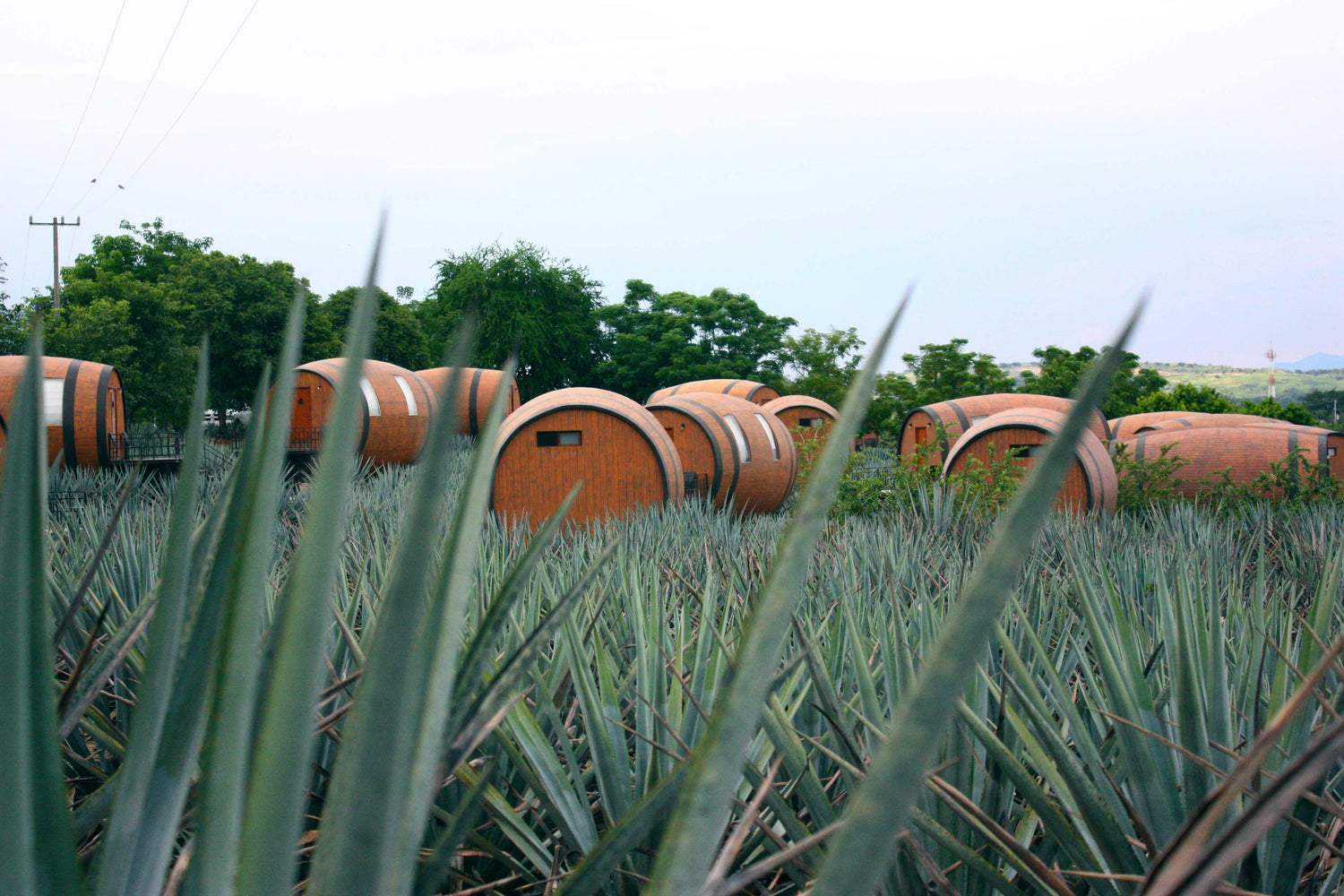 Why Choose Additive-Free Tequila